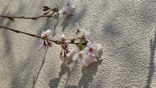 今年の桜は？早い？それとも？