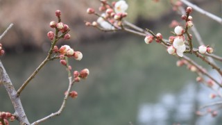 うめの花が!!