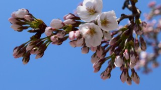 咲いた！咲いた！鶴ヶ城の桜が咲いた！