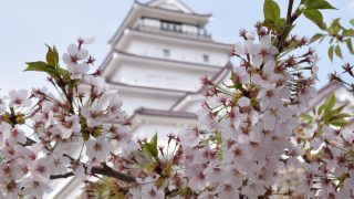 今年の桜は頑張ってます！　in鶴ヶ城