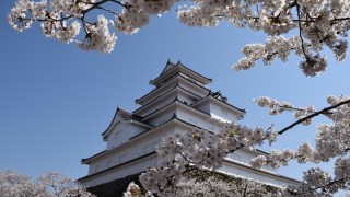鶴ヶ城の桜、さくら、サ・ク・ラ