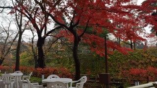 まだまだ紅葉がきれいデ・ス・ヨ！