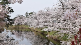 桜がずっと咲いてますように・・・・