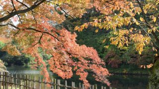 鶴ヶ城の紅葉は緩やかに色づいています♪