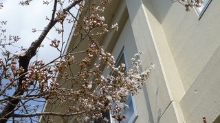 桜の花♪