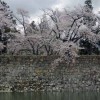 鶴ヶ城　ＧＷ桜情報♪