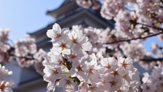 桜がきれいです