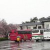 鶴ヶ城　周辺の桜