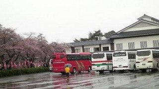 鶴ヶ城　周辺の桜