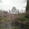 鶴ヶ城　桜の開花状況をおさめてきましたよ☆