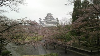 鶴ヶ城　桜の開花状況をおさめてきましたよ☆