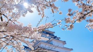 鶴ヶ城の桜🌸綺麗ですよ(^^)/(4/17)