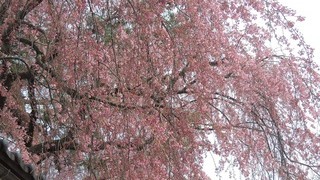 会津の桜情報♪