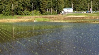 つるかん田んぼ日記