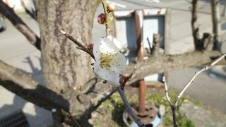 咲いたよ～♪今日の梅ちゃん