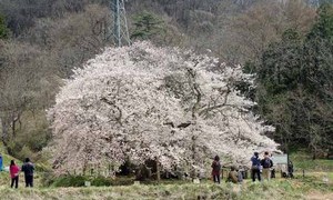 石部桜に神指城‥他にもたくさん！会津の桜