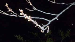 鶴ヶ城　夜桜シュミレーション♪
