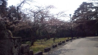 鶴ヶ城　桜だより　4月21日現在