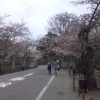 【鶴ヶ城　桜だより】　4月22日現在　『西側が咲いています！』