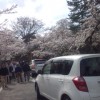 鶴ヶ城　桜だより　4月24日～25日