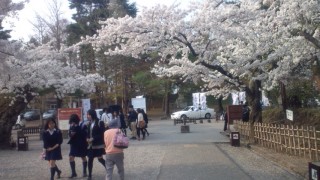 【 鶴ヶ城　桜だより 】　4月27日～28日　一部散り始め