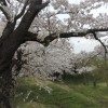 塩川の桜