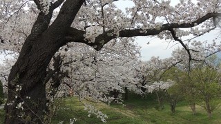 塩川の桜