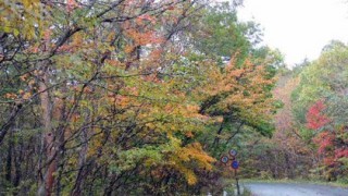 母成峠の今～紅葉が見ごろです♪