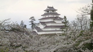 　『鶴ヶ城　桜だより』　4月20日現在
