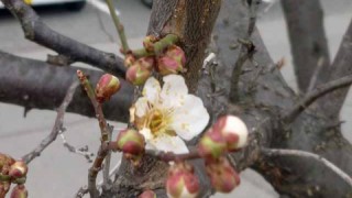 緊急速報！ウメちゃん開花♪