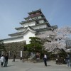 鶴ヶ城の桜と石部桜