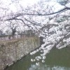 鶴ヶ城　桜だより　4月26日　満開です！！