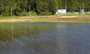 つるかん田んぼ日記