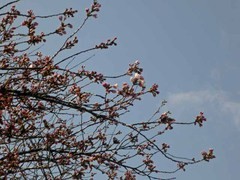 鶴ヶ城　桜情報　４／１５　いよいよか！