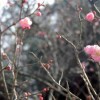 撮れたてほかほか♪鶴ヶ城きょうの桜