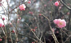 撮れたてほかほか♪鶴ヶ城きょうの桜
